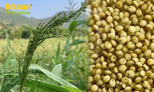 Brown Top Millet (ब्राउन टॉप बाजरा)